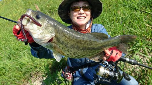 ブラックバスの釣果