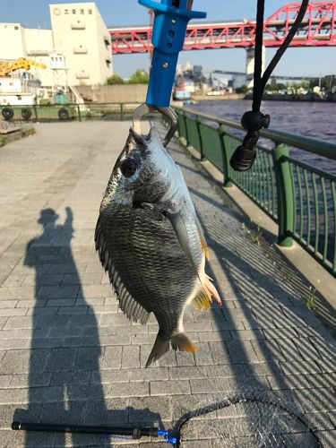 キビレの釣果