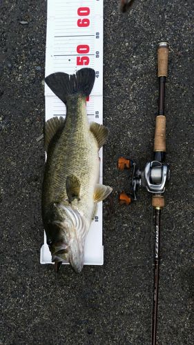 ブラックバスの釣果