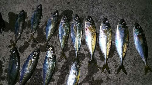 アジの釣果