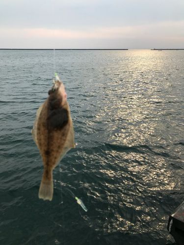 ソウハチの釣果