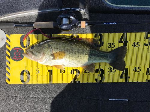 ブラックバスの釣果