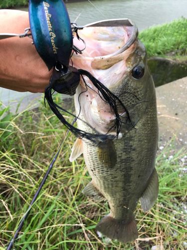 ブラックバスの釣果