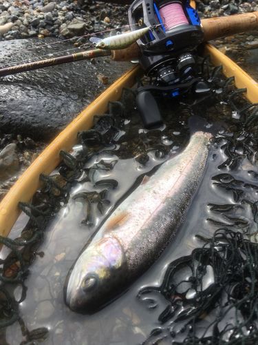 ニジマスの釣果