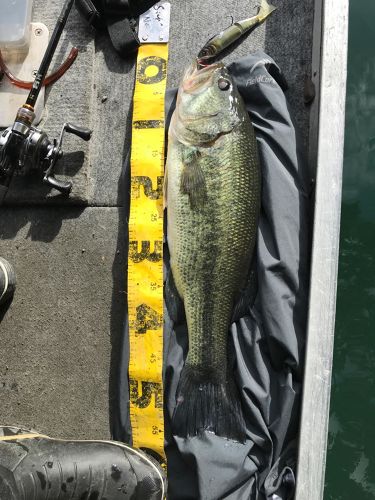 ブラックバスの釣果