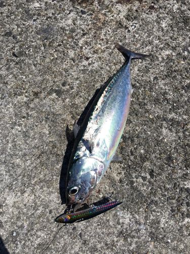 ソウダガツオの釣果