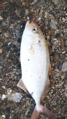 ショゴの釣果