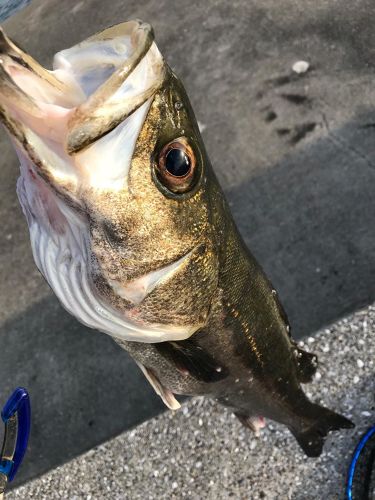 スズキの釣果