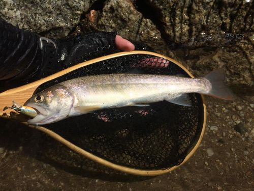 イワナの釣果