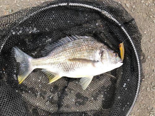 キチヌの釣果