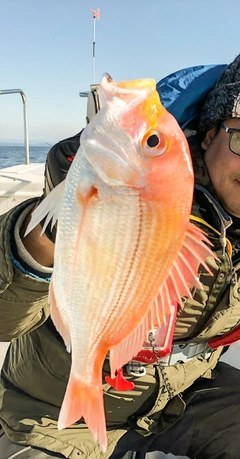 レンコダイの釣果