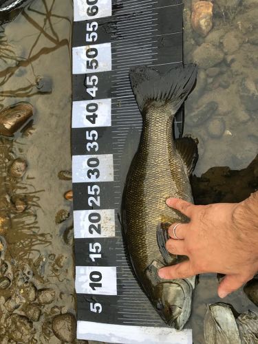 ブラックバスの釣果