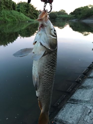 コイの釣果