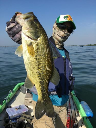 ブラックバスの釣果