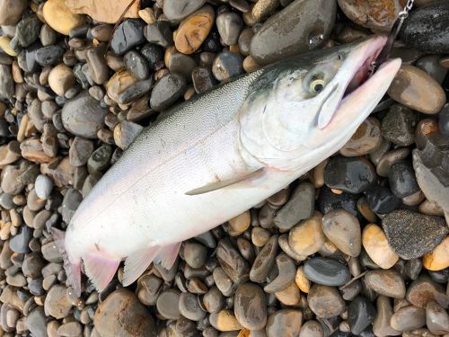 カラフトマスの釣果