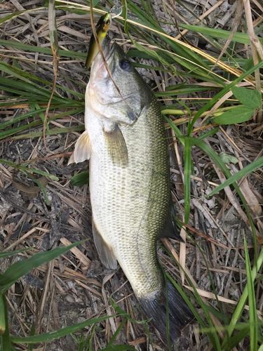 ブラックバスの釣果