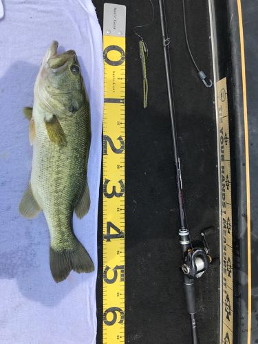 ブラックバスの釣果