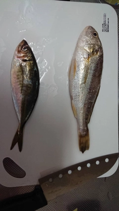 イシモチの釣果