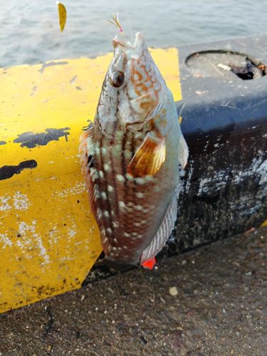 ホシササノハベラの釣果