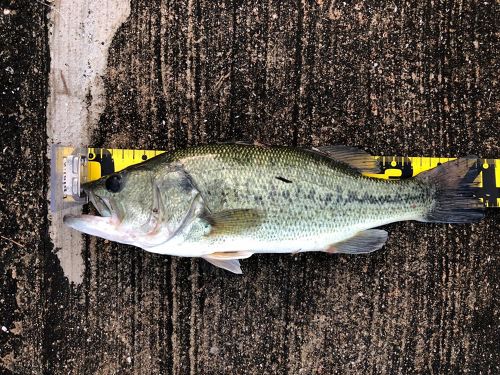 ブラックバスの釣果