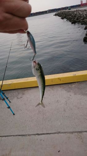 サバの釣果