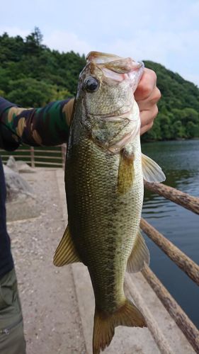 ラージマウスバスの釣果