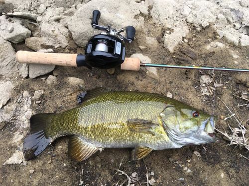 スモールマウスバスの釣果