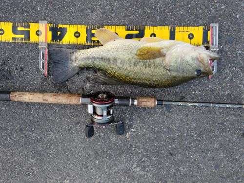 ブラックバスの釣果