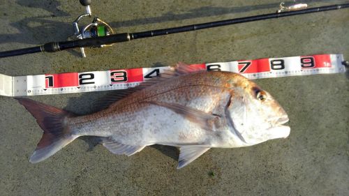 マダイの釣果