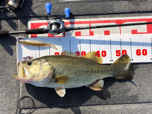 ブラックバスの釣果