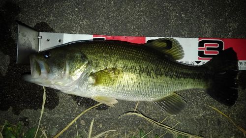 ブラックバスの釣果