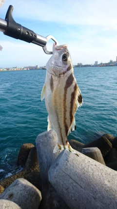 クワガナーの釣果