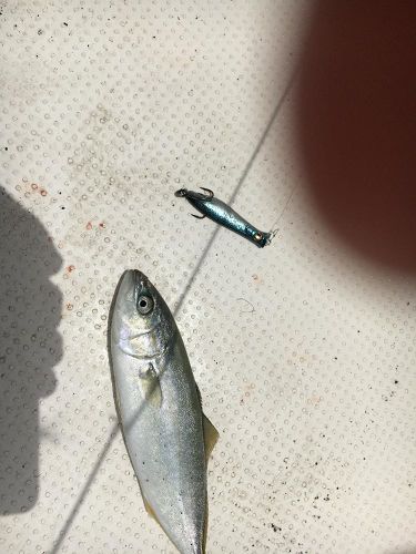 ツバスの釣果