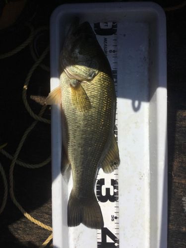 ブラックバスの釣果