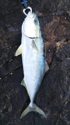 ツバスの釣果