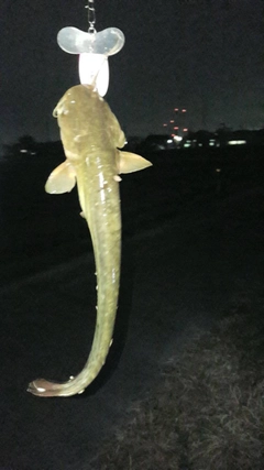 ナマズの釣果
