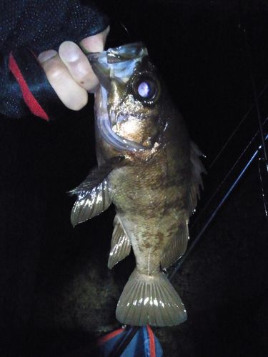 メバルの釣果