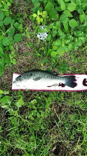 ブラックバスの釣果