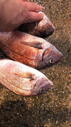 チャリコの釣果