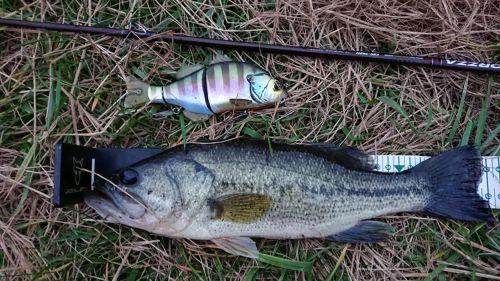 ブラックバスの釣果