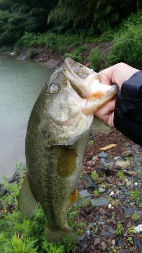 ラージマウスバスの釣果