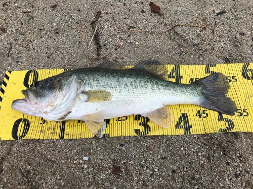 ブラックバスの釣果