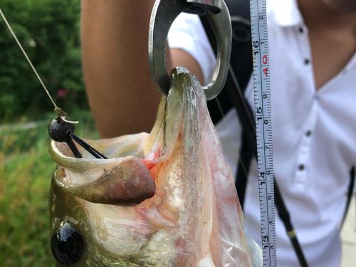 ブラックバスの釣果