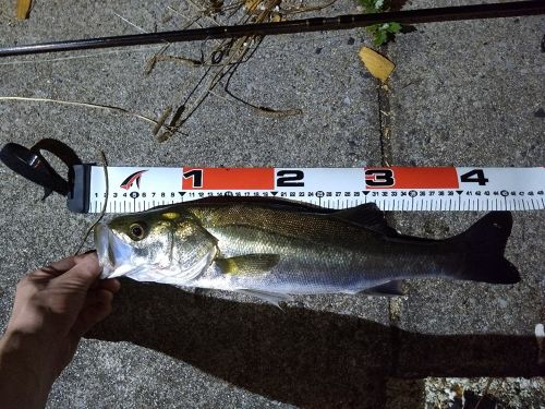 シーバスの釣果