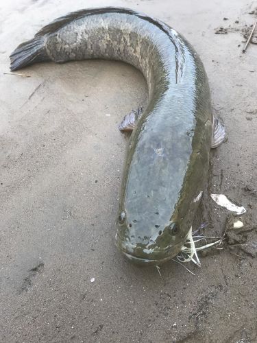 ライギョの釣果