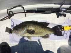 ブラックバスの釣果