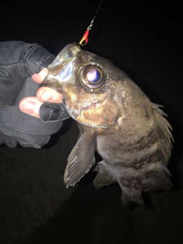 シロメバルの釣果