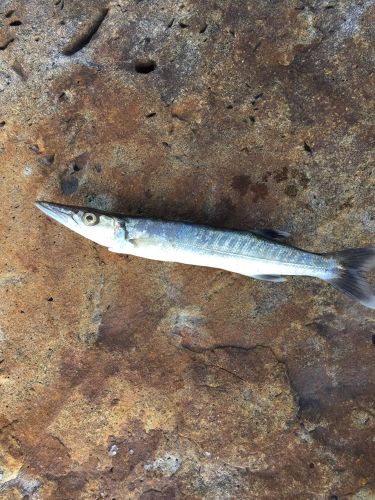 カマスの釣果