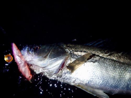 シーバスの釣果