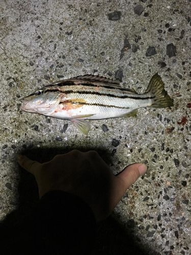 シマイサキの釣果